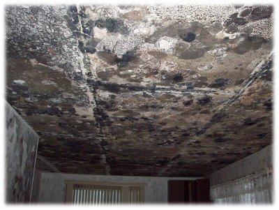 Serious Mold Problem